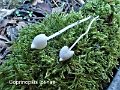 Coprinopsis lotinae-amf1366-1